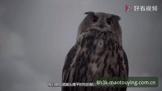 猫头鹰赛事动态最新进展：专业体育平台如何重构观赛体验